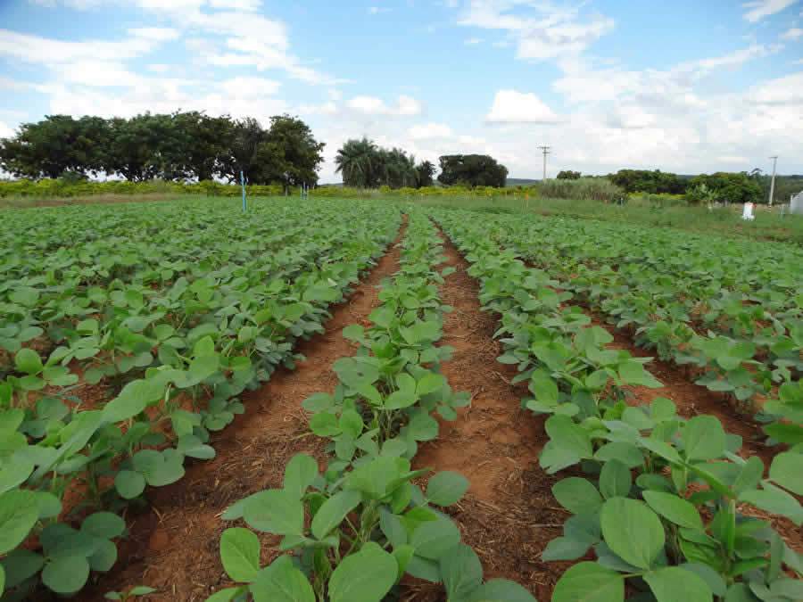 Multinacional de proteção de cultivos amplia presença no Brasil