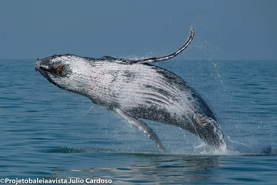Começa temporada de baleias no Litoral Norte de São Paulo
