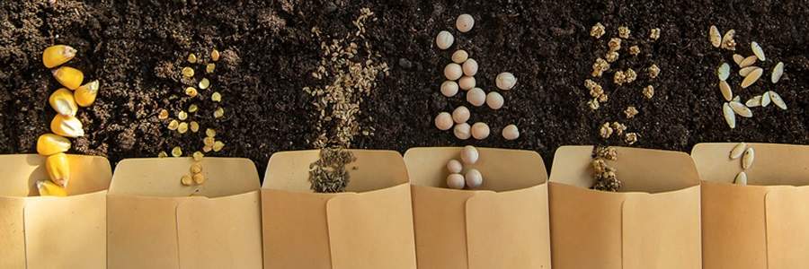 Importância da qualidade das sementes e seu impacto na semeadura e no desempenho em campo