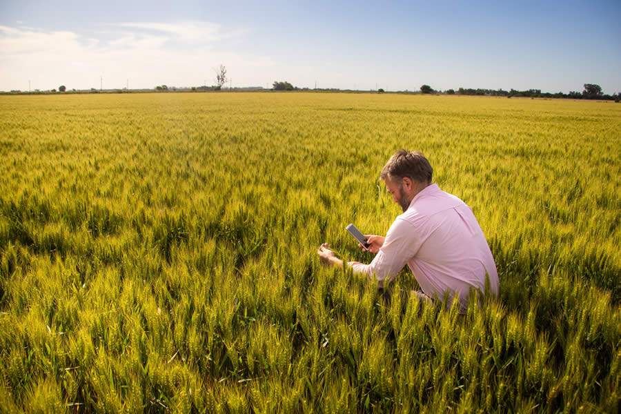 Tecnologia para gestão de dados agronômicos transforma a condução de ensaios a campo