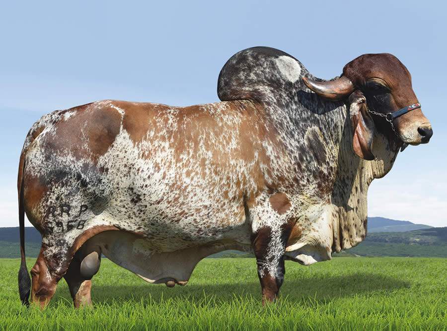 Melhores touros do Sumário do Gir Leiteiro ABCGIL/Embrapa têm a genética CRV Lagoa