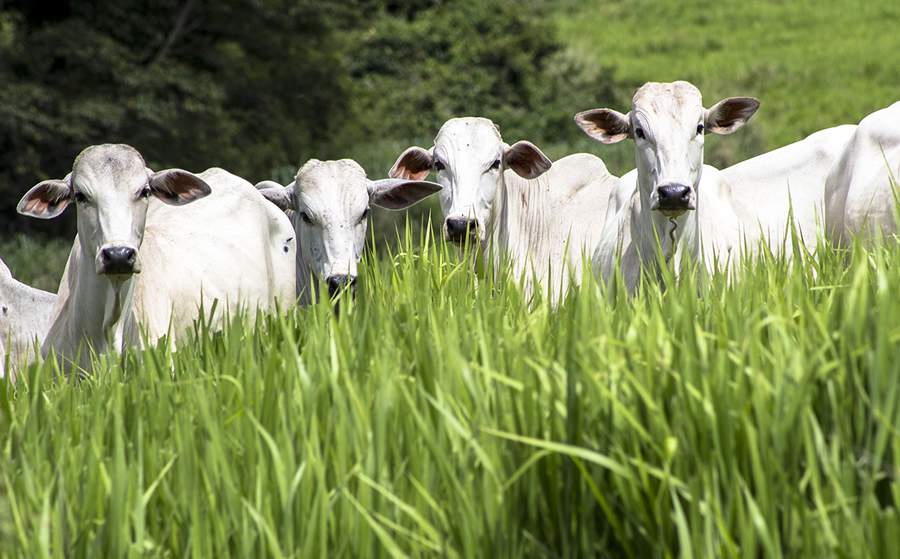 Uso de aditivo natural torna a pecuária mais rentável, produtiva e sustentável