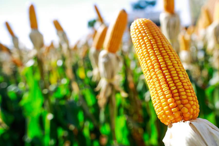 UPL é a terceira maior empresa de soluções agrícolas para milho safrinha