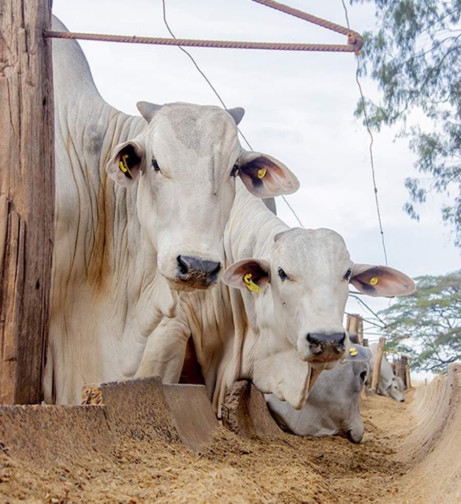 Nutrição de precisão de bovinos é destaque da Trouw Nutrition no Confinar 2024