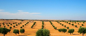 Árvores de sobreiro - crédito Turismo do Alentejo