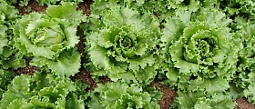 Alface Gloriosa, TSV Sementes - Agristar do Brasil