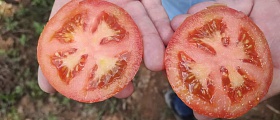 Tomate Taos, da TSV Sementes - Agristar do Brasil
