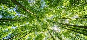 Valmet conquista Medalha de Ouro da EcoVadis e pelo segundo ano consecutivo - Divulgação Valmet