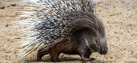  Zoo de São Paulo recebe porco-espinho africano inédito no Brasil - Divulgação Zoo São Paulo