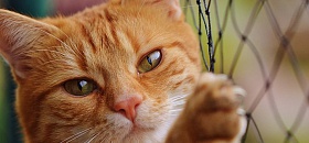 foto ilustrativa de banco de imagens