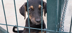     Especialistas explicam os direitos dos pets - Divulgação: Freepik