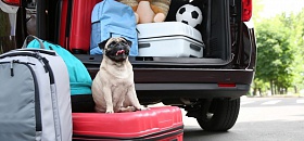 Viagem com pet - Divulgação