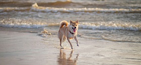 As ondas de calor, cada vez mais frequentes, representam um desafio adicional para a saúde dos pets - Banco de imagens - Pexels