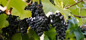 Na safra 2026, Vinícola Aurora colheu 93 milhões de quilos de uva - Créditos: Zéto Telöken