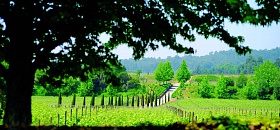 Região dos Vinhos Verdes, de Portugal, participa pela primeira vez - Divulgação