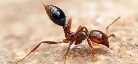 Solenopsis invicta - Credito Alex Wild