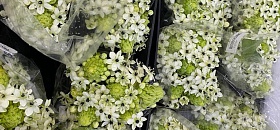 Ornithogalum é destaque nas decorações 2025 Divulgação