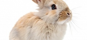  Crédito: Shutterstock