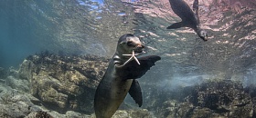 Leões Marinhos, Los Islotes, La Paz - Fabi Fregonesi