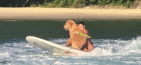  Golden Retriver Patola - Divulgação/Grupo Armatti & Fishing