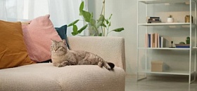 Crédito: Divulgação