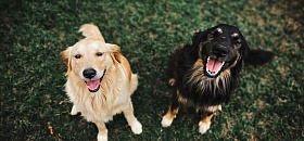  Temperaturas mais amenas e tempo seco aumentam condições favoráveis para infestações silenciosas e inflamações na pele de pets. - Reprodução - Pexels