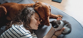 Divulgação: Zoetis