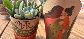     Suculenta - Amantiquira Plantas Ornamentais - Divulgação - foto fornecida pela assessoria do Ceaflor