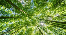 Valmet conquista Medalha de Ouro da EcoVadis e pelo segundo ano consecutivo - Divulgação Valmet
