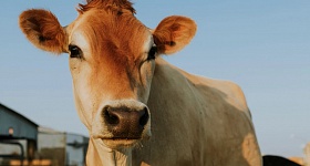 Movimento a carne do futuro é animal. Crédito: Freepik