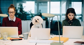 Créditos: Divulgação/ROYAL CANIN®