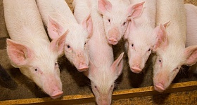 Crédito: Divulgação 