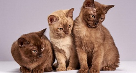 Crédito: Divulgação 