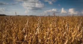 BRANDT-Convenio-entre-BRANDT-MyCarbon-e-Banco-do-Brasil-amplia-acesso-a-credito-rural-e-ativos-de-carbono-Credito-CNA-Brasil-Wenderson-Araujo