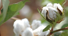 Crédito: Divulgação