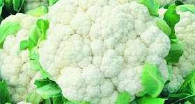 Couve-flor Nevasca F1, da linha TSV Sementes - Agristar do Brasil