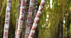 cana-de-açúcar