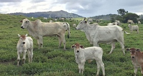 O sucesso da estação de monta começa antes mesmo do primeiro protocolo de inseminação - Reprodução