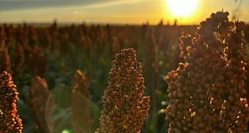 biotrop-sorgo-foto-divulgacao