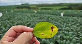 Tipo de lesão da Mancha-alvo (Corynespora) - Divulgação Biosphera