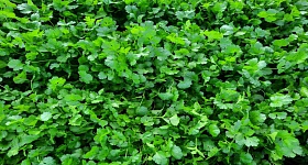 Coentro Coimbra, Topseed Premium - Agristar do Brasil