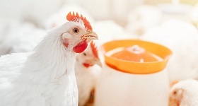 Auster-ave-foto - Crédito: Shutterstock