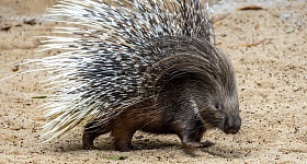  Zoo de São Paulo recebe porco-espinho africano inédito no Brasil - Divulgação Zoo São Paulo