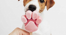  Hidratação, brincadeiras com água, atenção aos horários de passeio e prevenção contra carrapatos são alguns dos cuidados fundamentais com a saúde dos pets no verão - Crédito das fotos Freepik