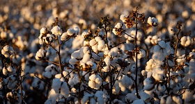 Créditos da foto: CNA Brasil