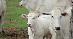 Nematoides-carrapatos-oferecem-grande-risco-bezerros-vacas-em-periodo-pos-parto-foto-divulgacao-vetoquinol