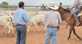 CFM-Seleca-de-touros-jovens-da-CFM-a-todo-vapor-credito-divulgacao