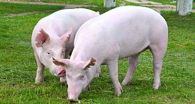 MCassab-Suinos-nao-engordam-adoecem-e-se-reproduzem-mal-Pode-ser-falta-de-minerais-foto-shutterstock