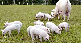 Créditos da foto: Embrapa