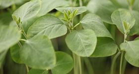 O mercado já dispõe de tecnologias que entregam ativos necessários para garantir a blindagem da planta de forma cirúrgica - Fortgreen